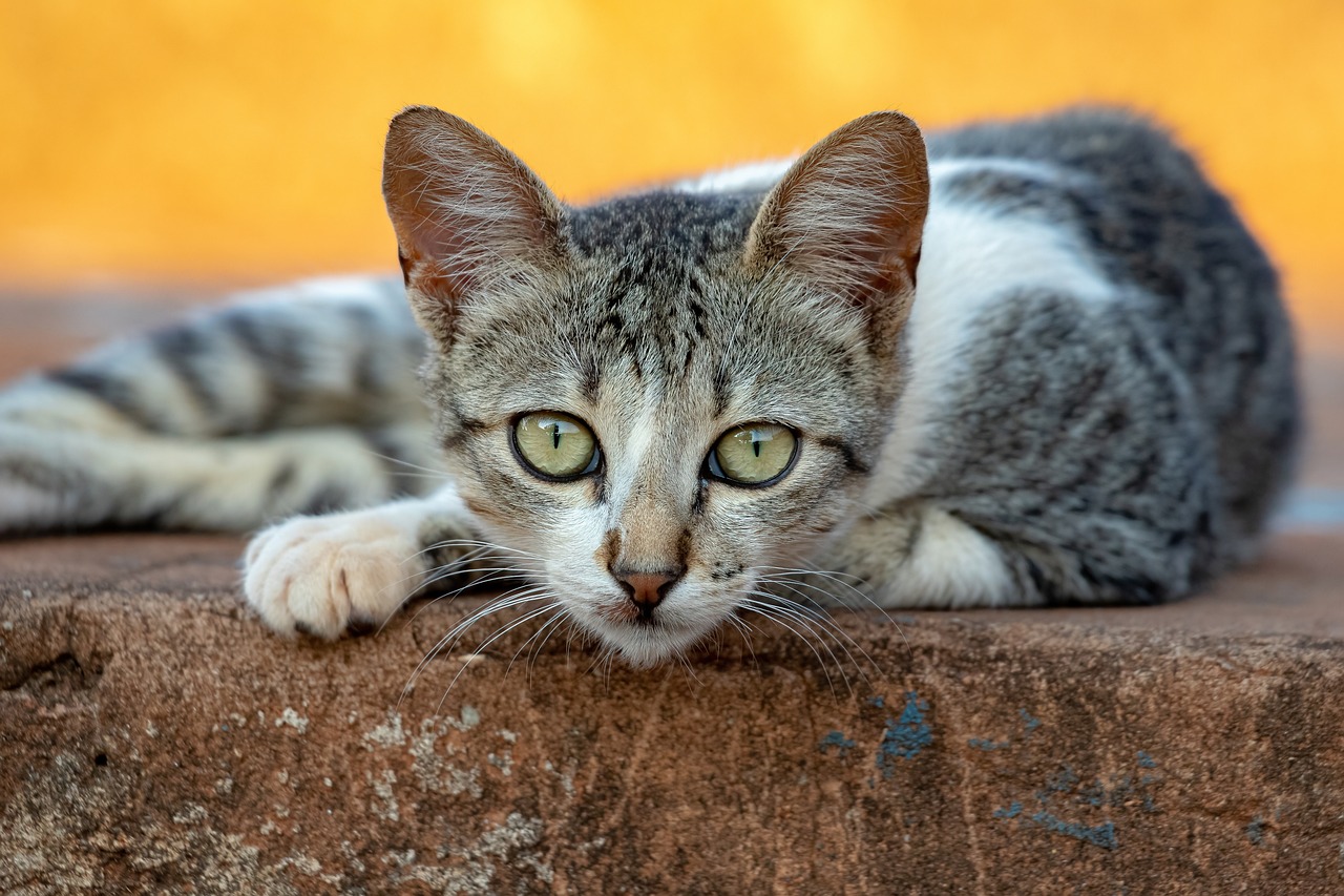 The Benefits of Spaying and Neutering Your Pets